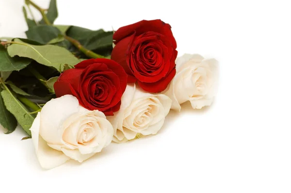 Izole kırmızı ve beyaz güller — Stok fotoğraf