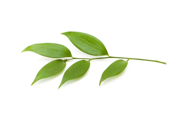 Ramo con foglie verdi isolate — Foto Stock