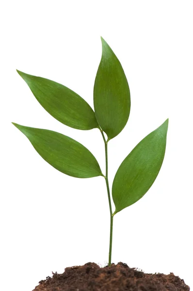 Conceito de Nova Vida com ramo verde — Fotografia de Stock