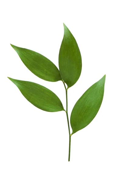 Гілка з зеленим листям ізольована — стокове фото