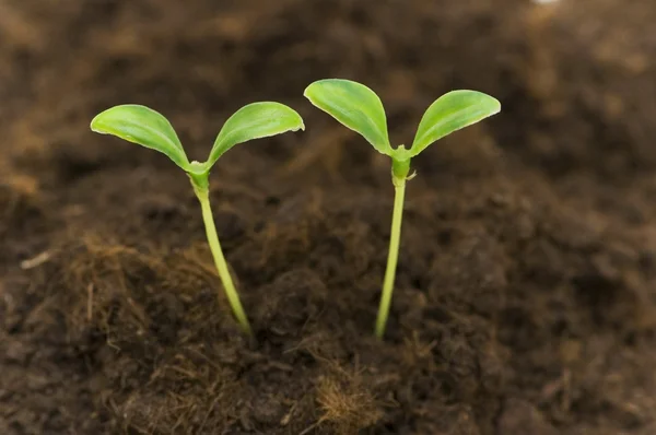 Two green seedlings — Stock Photo, Image