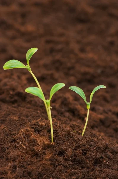 Three green seedlings growing — Stock Photo, Image