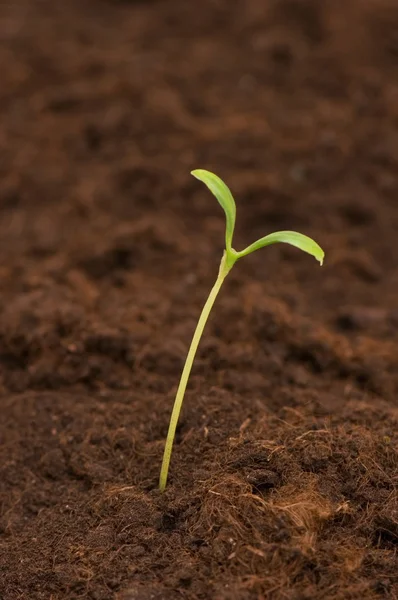 New life concept - green seedling — Stock Photo, Image