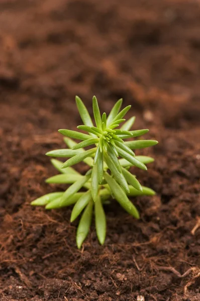 Nouveau concept de vie - semis vert — Photo