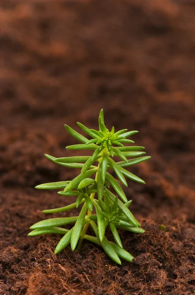 Nieuwe leven concept - groene zaailing — Stockfoto
