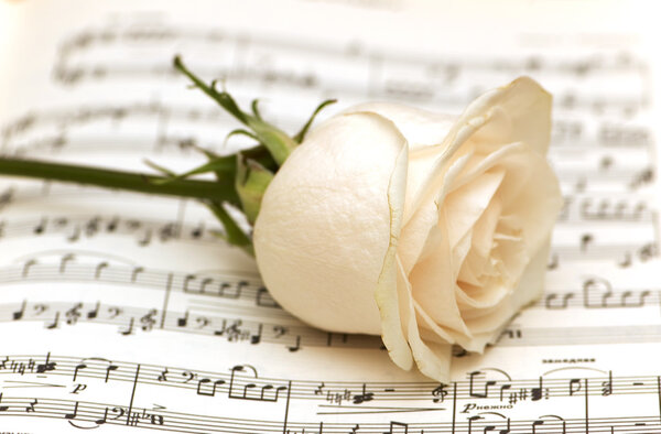 Single white rose on musical notes