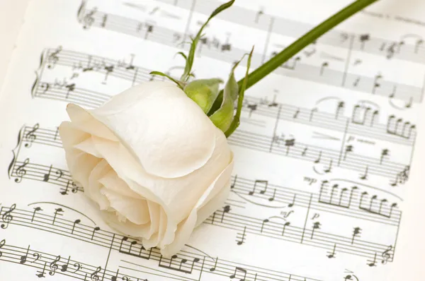 Witte roos op de muzieknoten — Stockfoto