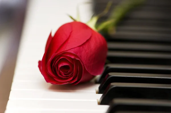 Romantiska koncept - röd ros på piano — Stockfoto
