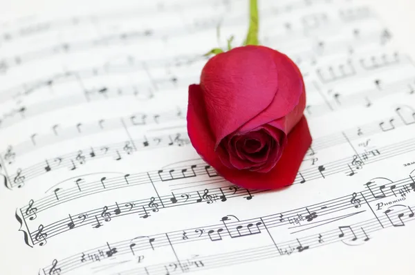 Één rode roos op muzieknoten — Stockfoto