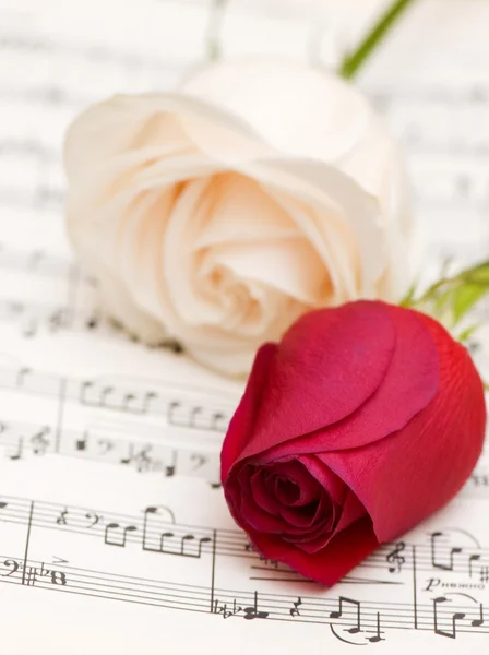 Two roses on the musical notes — Stock Photo, Image