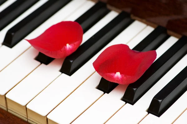 Romantisches Konzept - Rosenblätter am Klavier — Stockfoto