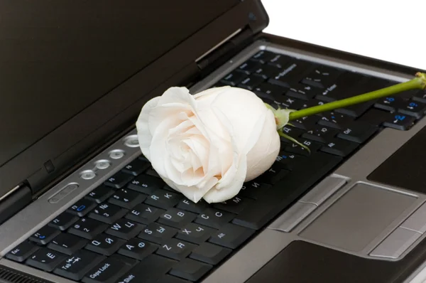 Rosa branca no computador portátil preto — Fotografia de Stock