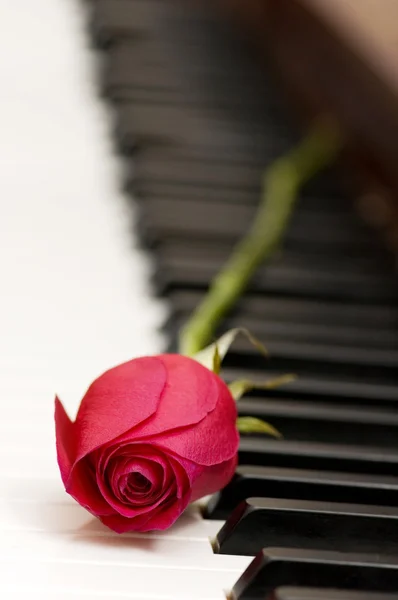 Conceito romântico - rosa no piano — Fotografia de Stock