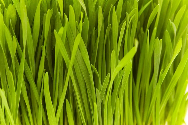 Extremo primer plano de hojas de hierba fresca — Foto de Stock