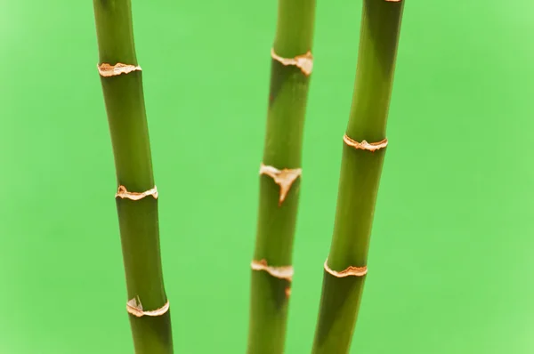 Três ramos de bambu contra o verde — Fotografia de Stock