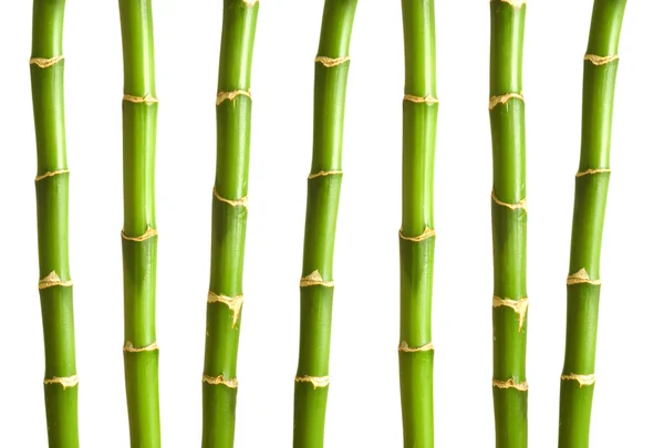孤立在白色的竹分支机构 — 图库照片