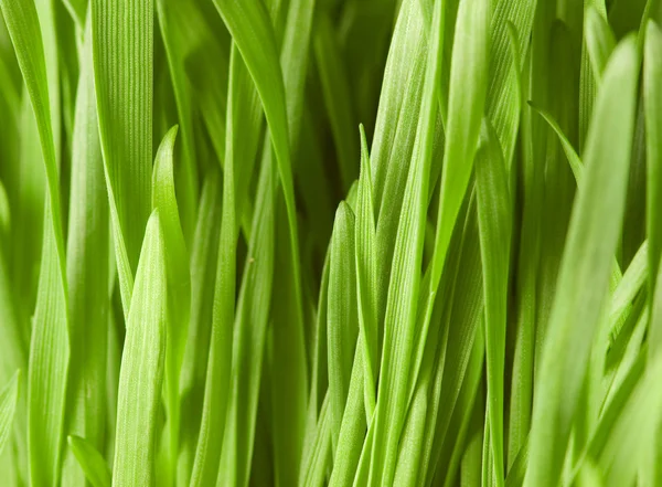 Närbild av grönt gräs — Stockfoto