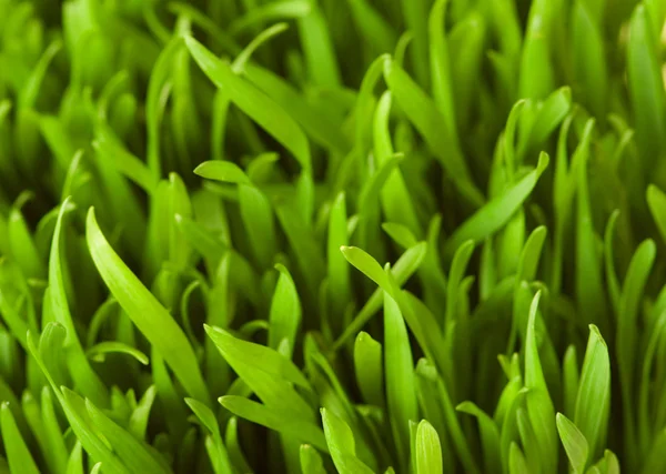 Gros plan sur l'herbe verte — Photo
