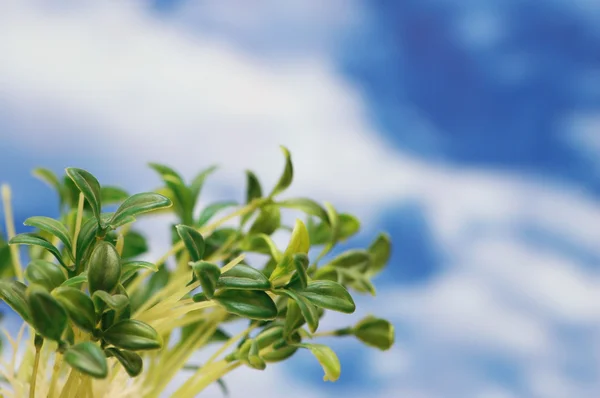 Zelené listy proti modré obloze — Stock fotografie