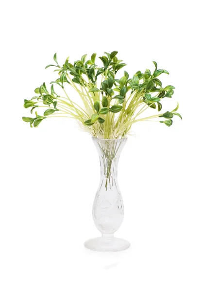 Зелені саджанці в скляній вазі — стокове фото