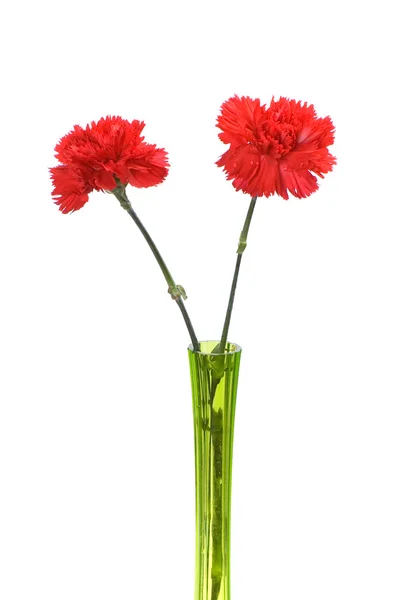 Two red carnations in green vase — Stock Photo, Image