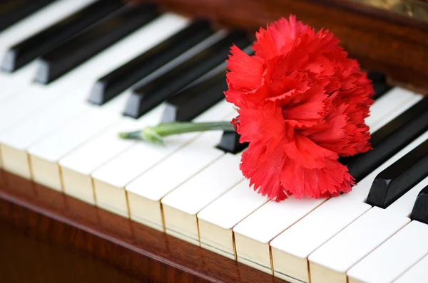 Ρομαντική έννοια - γαρύφαλλο στο πιάνο — Φωτογραφία Αρχείου