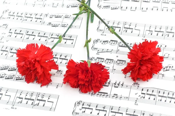Flor de cravo em notas musicais — Fotografia de Stock
