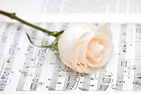 Rosa blanca sobre notas musicales Fotos de stock