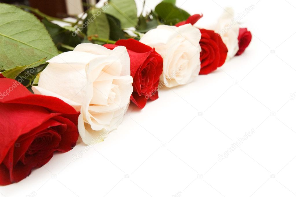 Roses arranged on white background