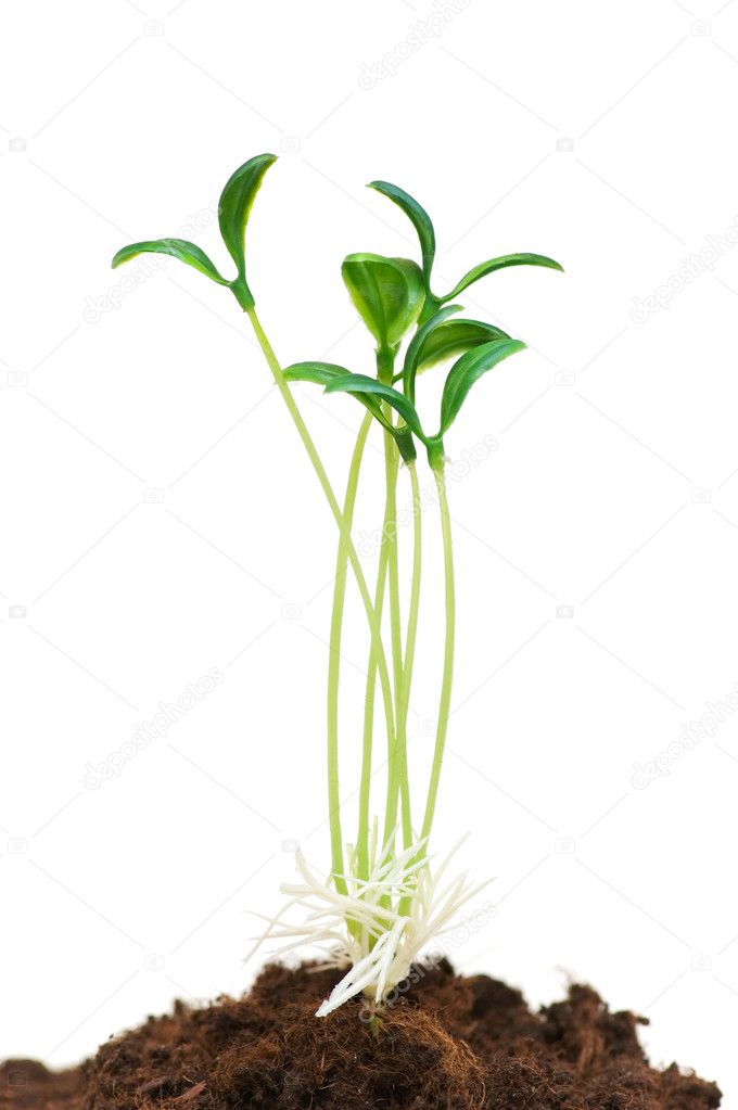 Green seedlings