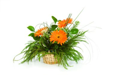 Orange gerberas isolated on the white clipart