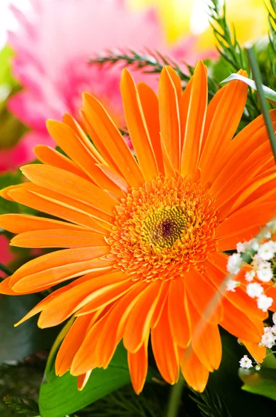 Gerbera pomarańczowy kwiat agaisnt zielony — Zdjęcie stockowe