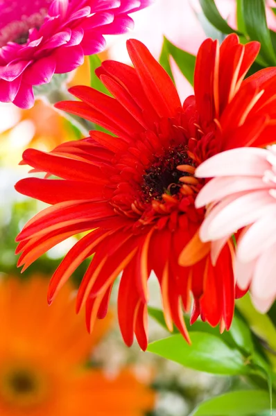 Flor de gerbera vermelha agaisnt verde — Fotografia de Stock