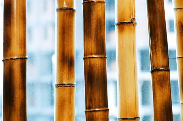 stock image Bamboo branches isolated on the white