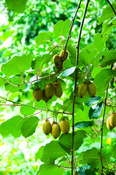 Big cluster of kiwi fruit on the tree — Stock Photo, Image