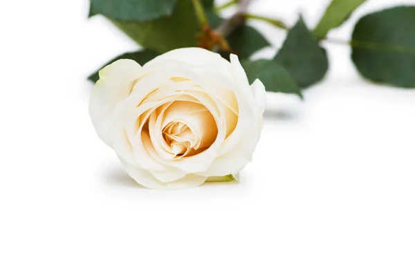 Rode en witte rozen geïsoleerd — Stockfoto