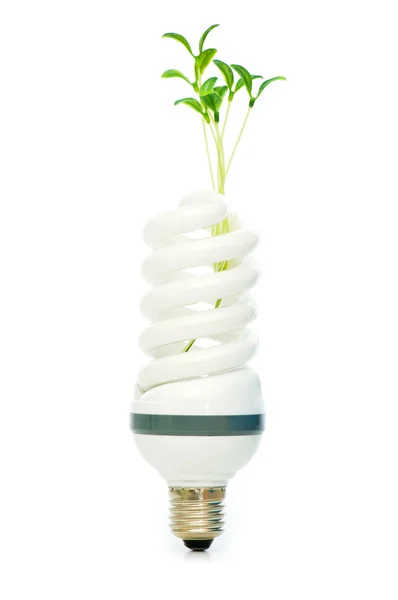 Energy saving lamp with seedling — Stock Photo, Image
