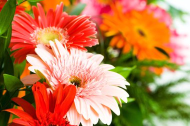 Gerbera flowers agaisnt green clipart