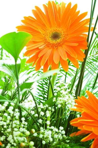 Orange Gerbera Blüte gegen grün — Stockfoto