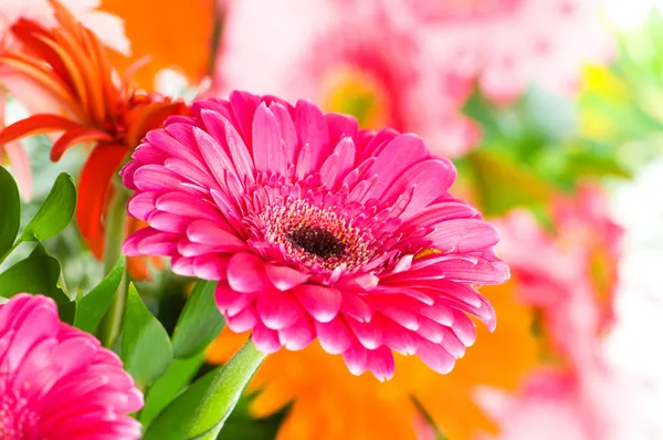 Gerbera flores agaisnt verde — Fotografia de Stock