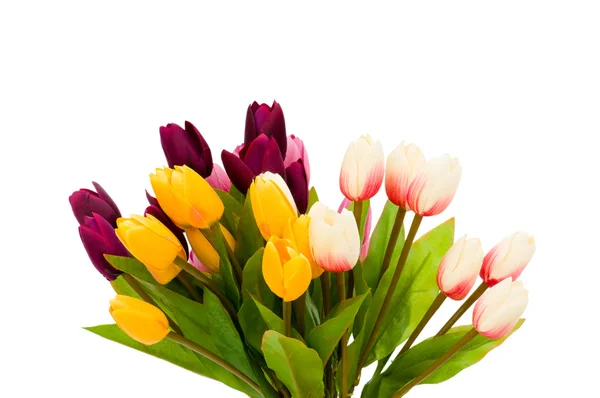 Kleurrijke tulpen geïsoleerd op de witte — Stockfoto