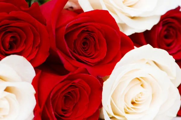 Rosas rojas y blancas aisladas —  Fotos de Stock