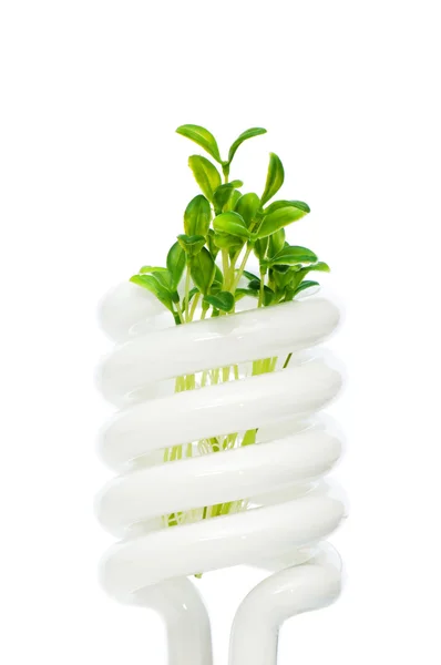 Energy saving lamp with green seedling — Stock Photo, Image