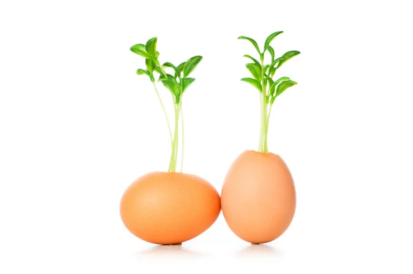 Novo conceito de vida com plântulas e ovos — Fotografia de Stock