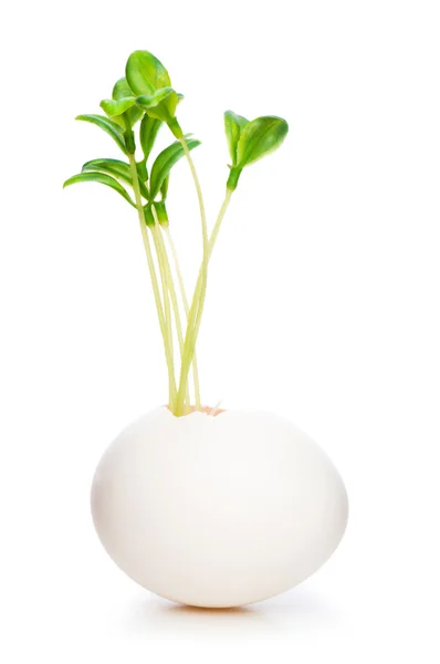 Nytt liv koncept med plantor och ägg — Stockfoto