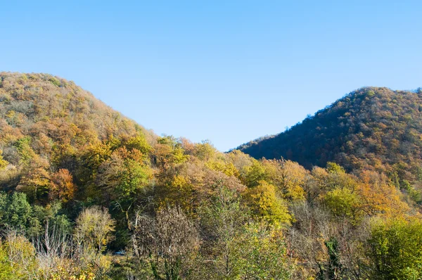 Bosque de otoño en las montañas —  Fotos de Stock