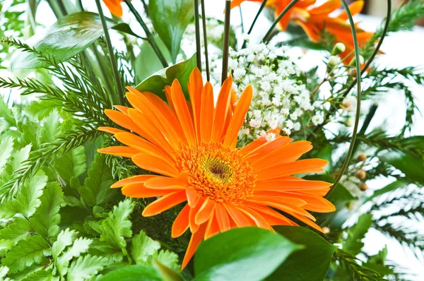 オレンジのガーベラの花 agaisnt 緑 — ストック写真
