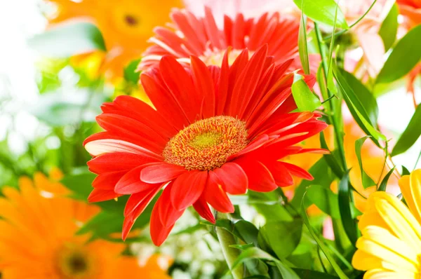Gerbera kwiaty agaisnt zielony — Zdjęcie stockowe