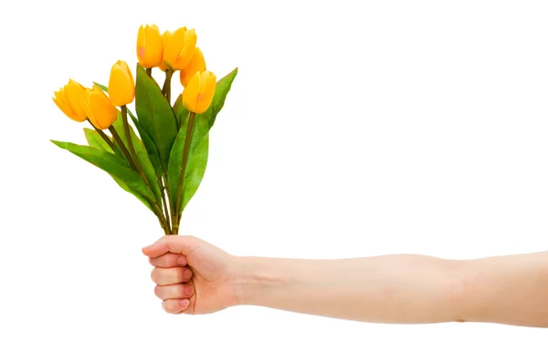 Hände, die Tulpen isoliert halten — Stockfoto