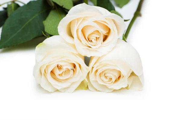 Rosas vermelhas e brancas isoladas — Fotografia de Stock